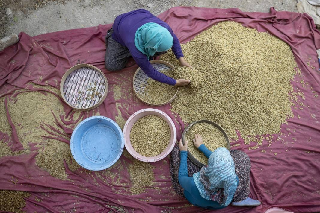 Tunceli'de Hasadı Çok Bereketli Başladı: 500 Ton Rekolte Bekleniyor 9